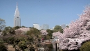 Tokyo Cherry Blossoms 2 3046